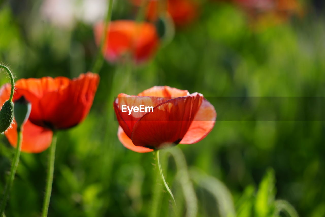 Close-up of red poppy flowers