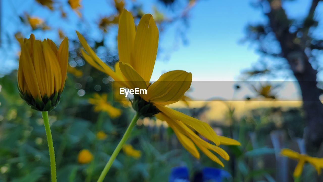 CLOSE-UP OF YELLOW FLOWERING PLANTS AGAINST SKY