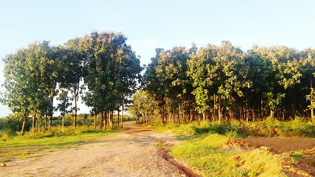 Road passing through trees