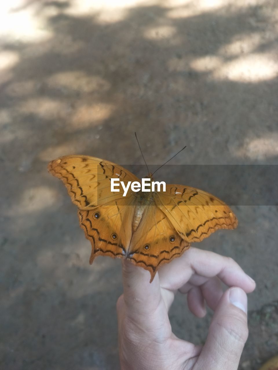 BUTTERFLY ON HAND HOLDING LEAF