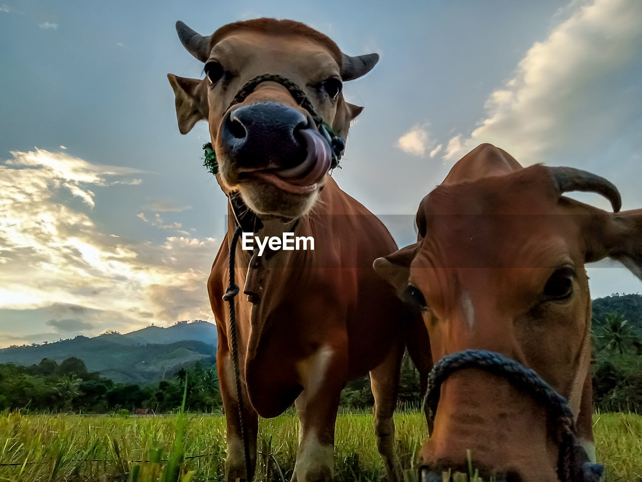 Cows in rice fields
