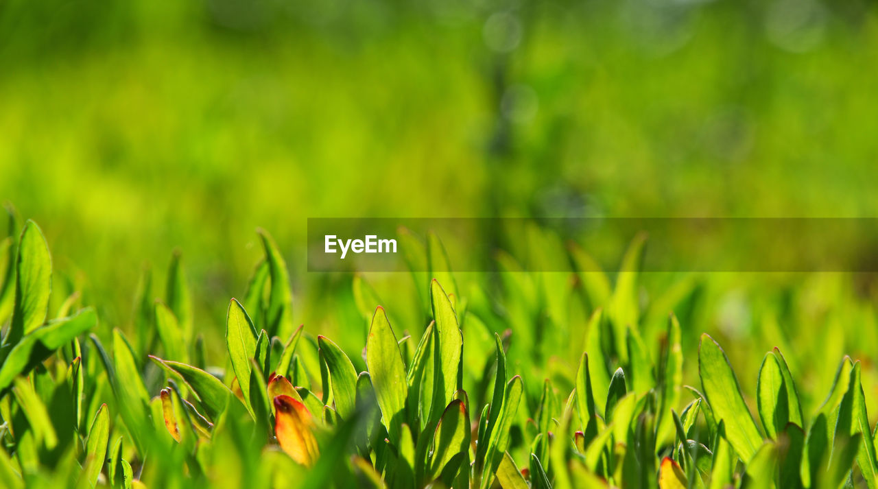 Close-up of plants growing in field