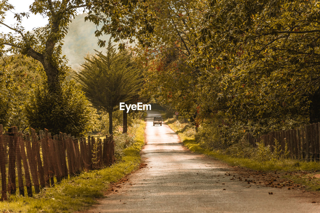 ROAD AMIDST TREES DURING AUTUMN