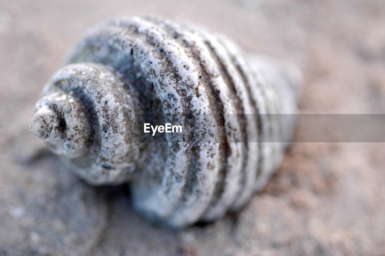 Close up of shell