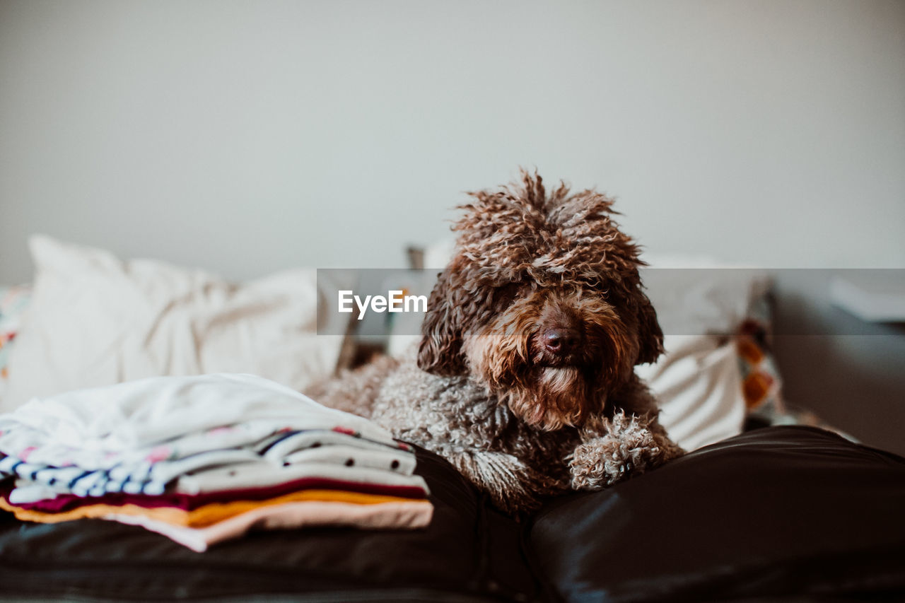 Portrait of dog sitting by luggage on bed at home