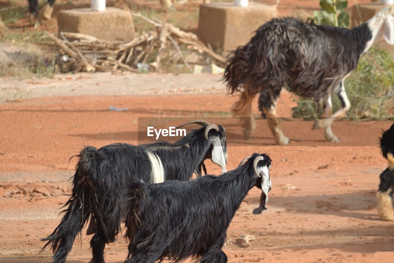 side view of black dogs on field