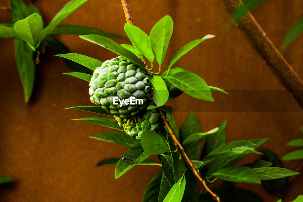 Close-up of berries growing on plant