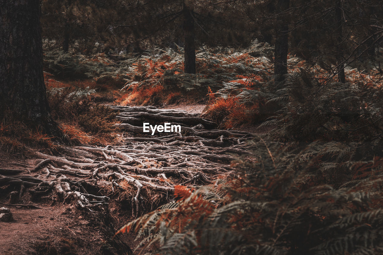 Plants and trees in forest during autumn