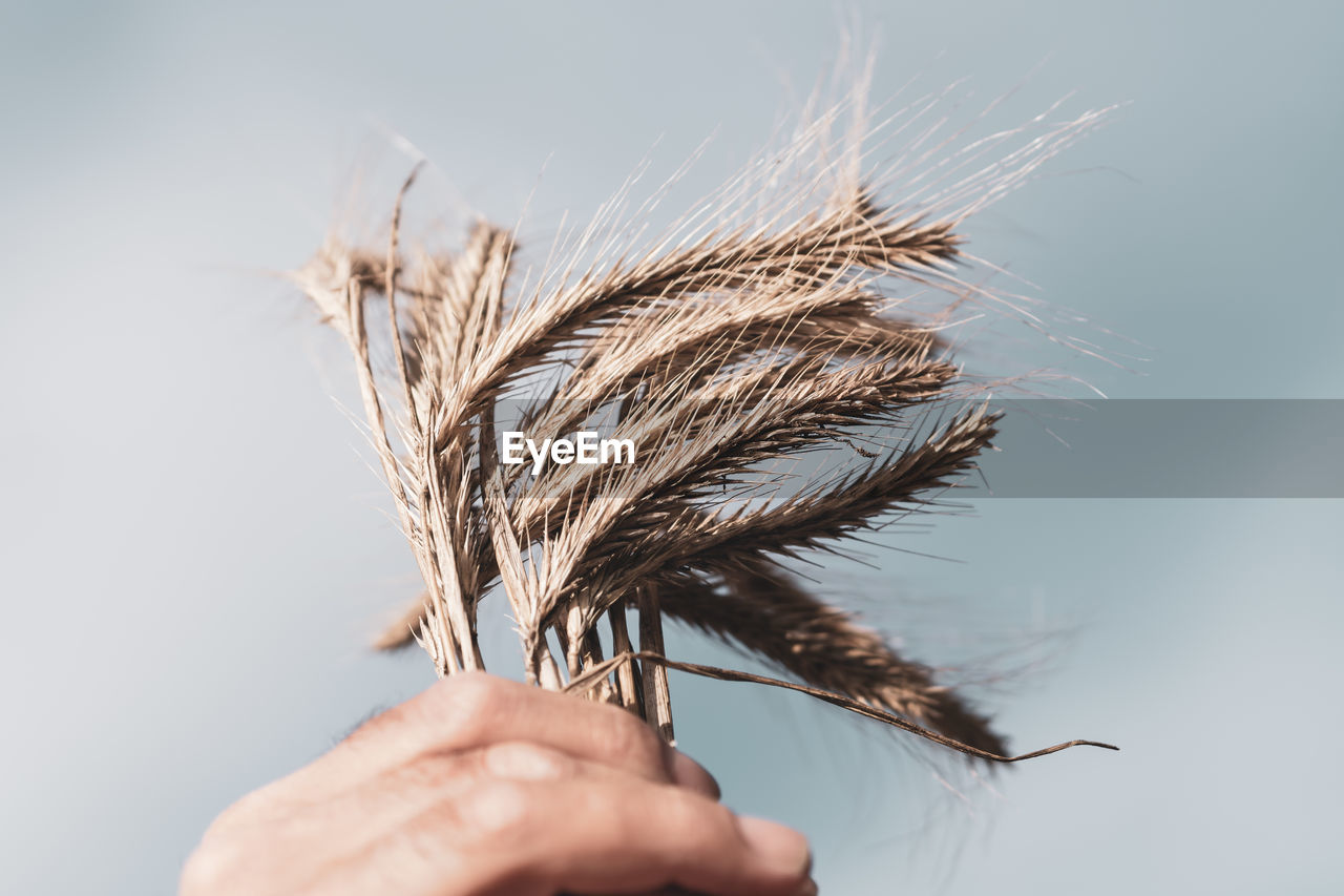 Male hands holding golden wheat ears