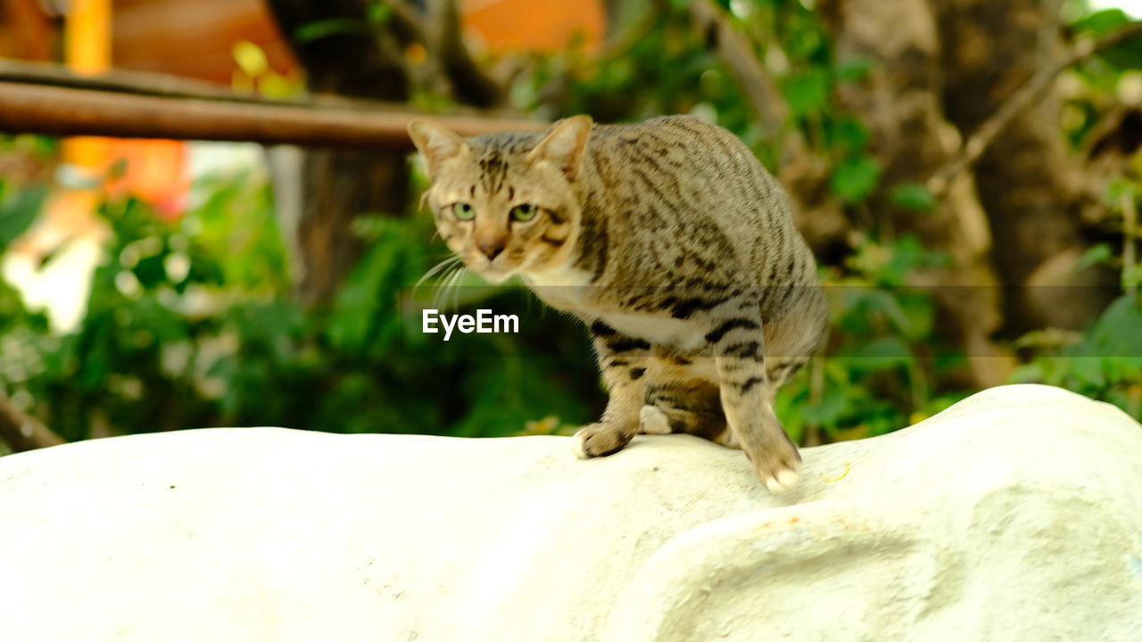 CLOSE-UP OF CAT LOOKING AWAY