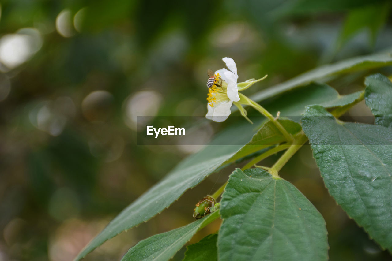 CLOSE-UP OF FRESH WHITE FLOWER PLANT