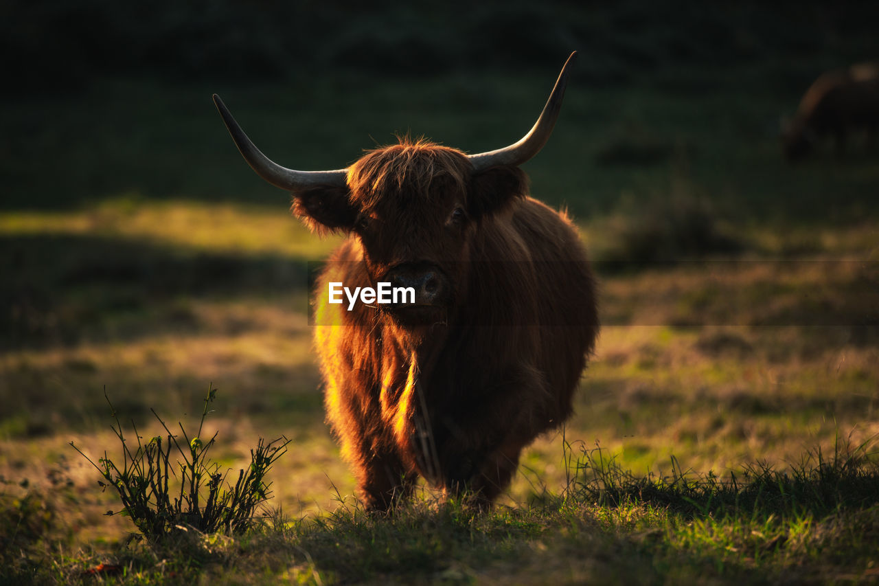 BROWN HORSE IN A FIELD