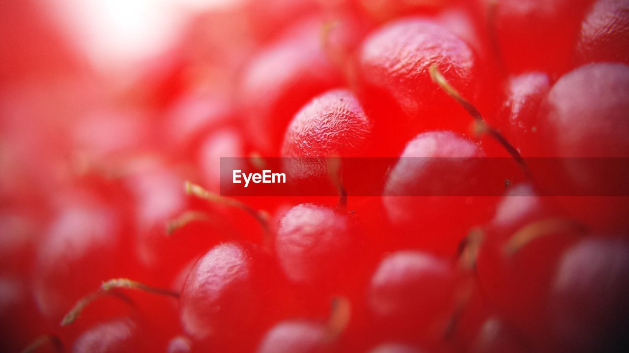 Full frame shot of fresh red raspberry