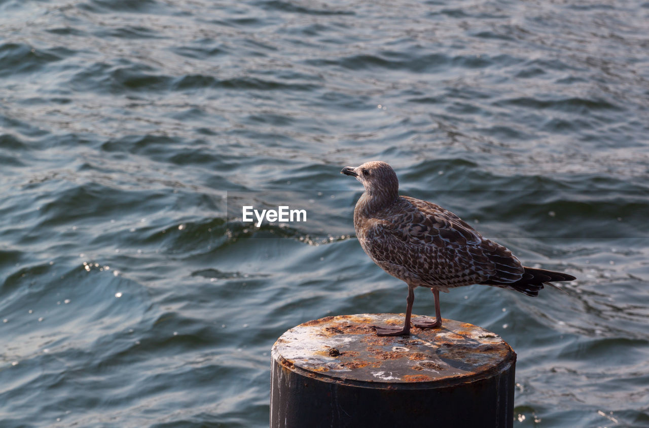 Seagull perching on metal over sea