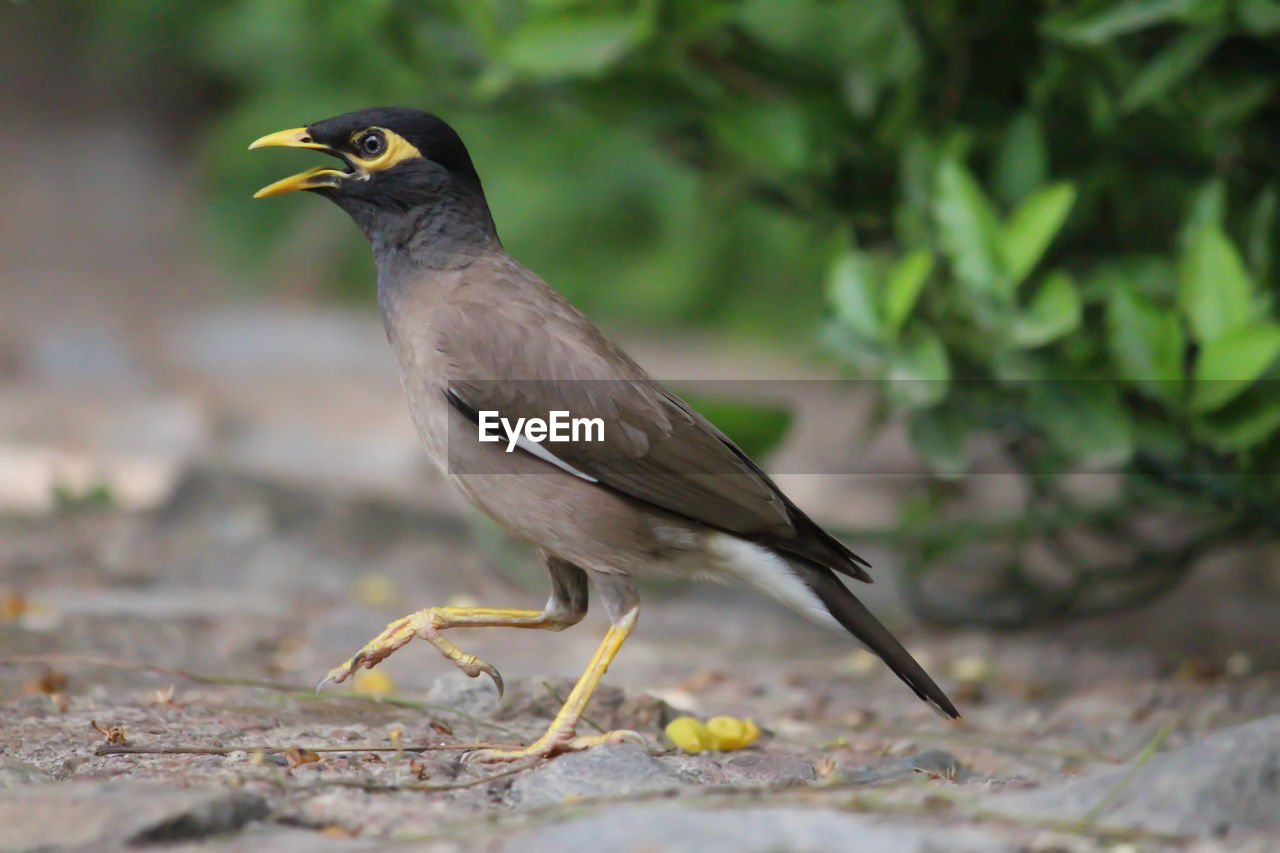 CLOSE-UP OF A BIRD PERCHING ON A ROCK