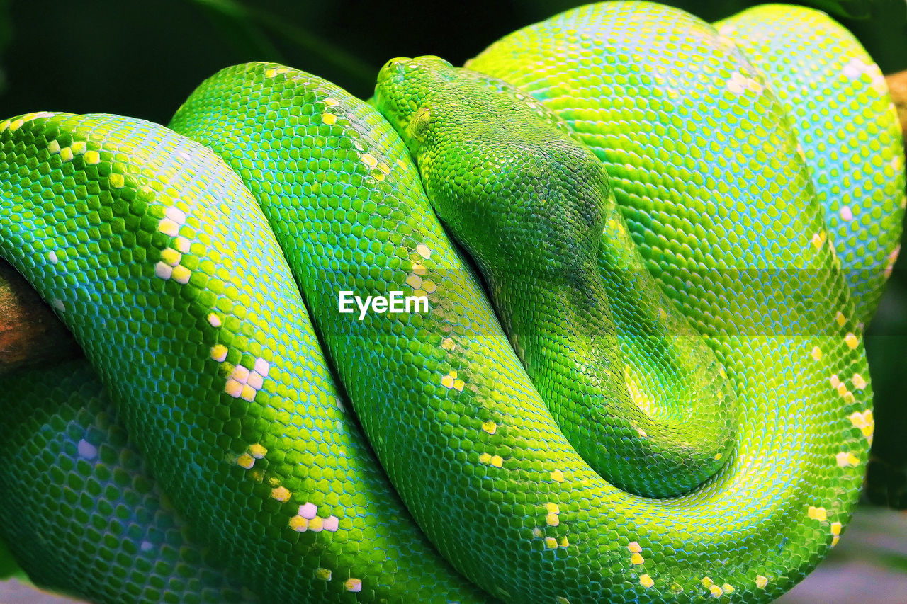 CLOSE-UP OF GREEN LIZARD