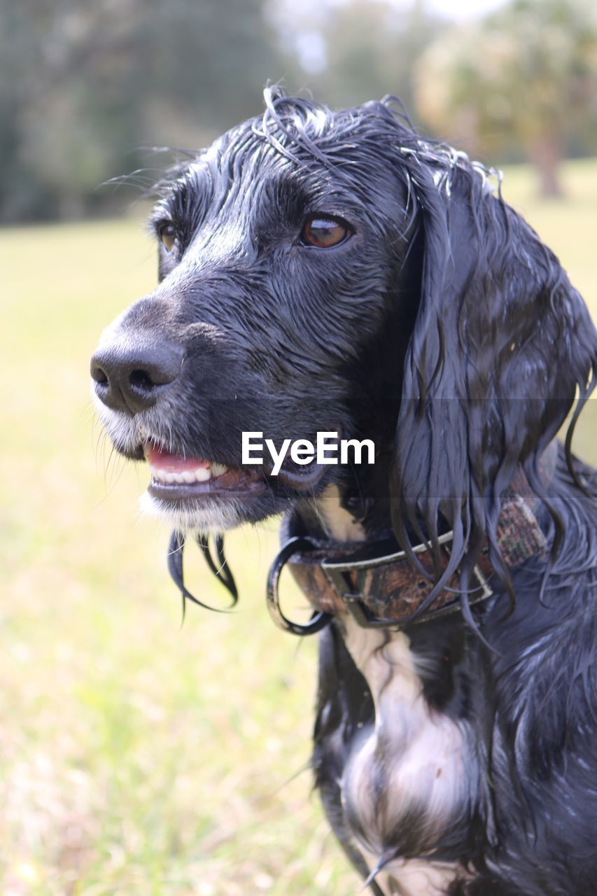 Close-up of wet black dog looking away on land