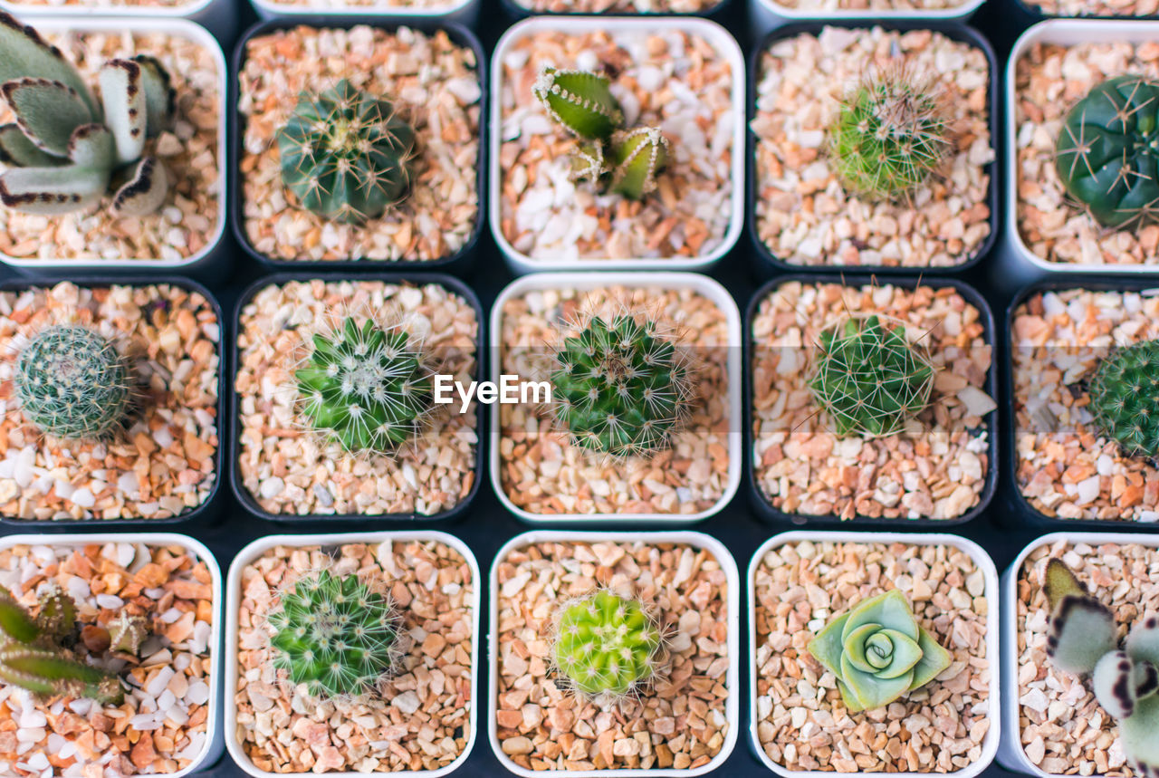 High angle view of various succulent plants and cactus growing in pots