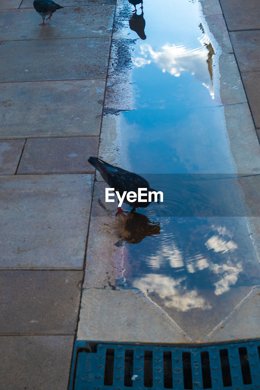 HIGH ANGLE VIEW OF PIGEON FLYING OVER FOOTPATH