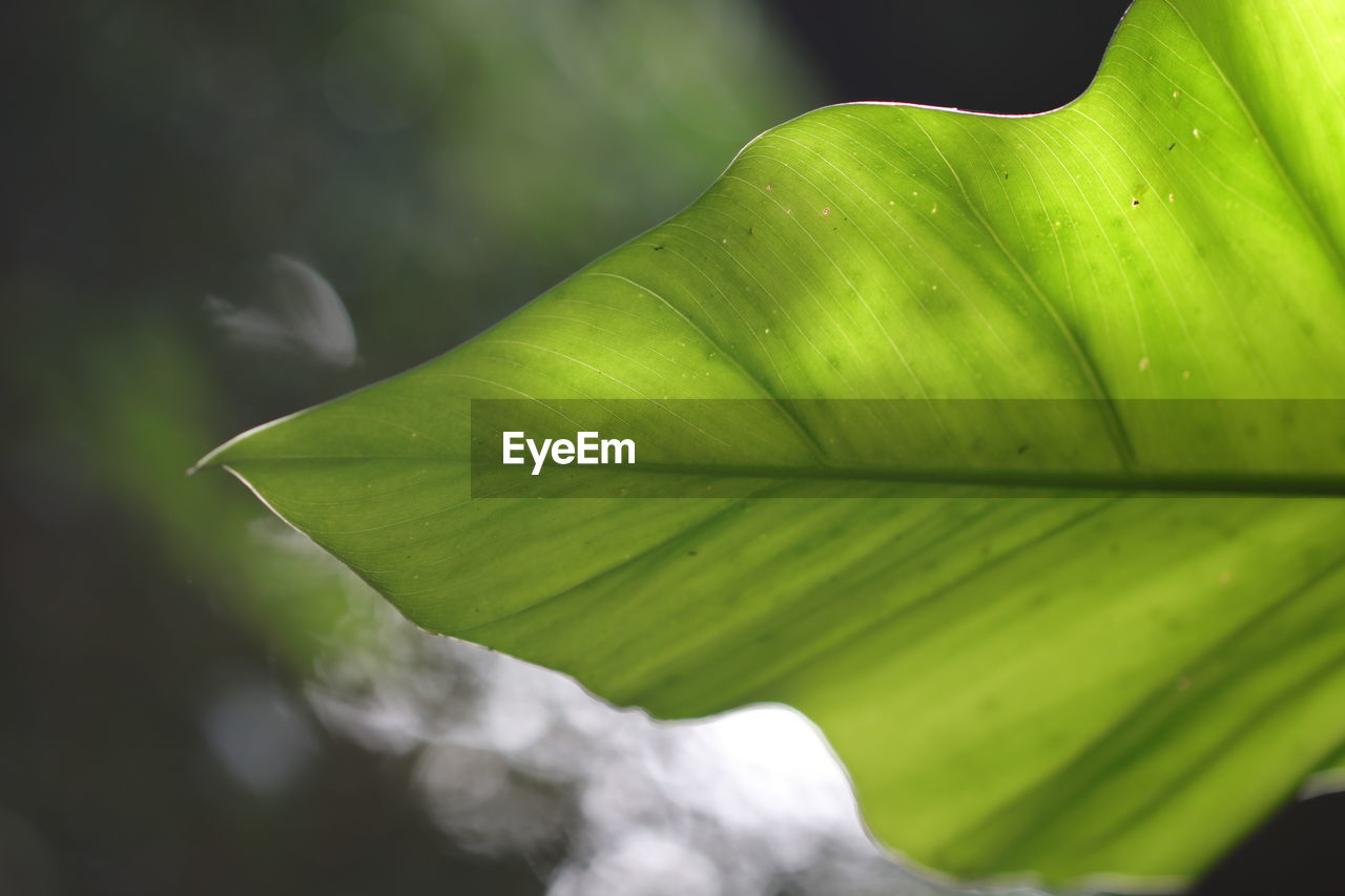 Close-up of green leaves