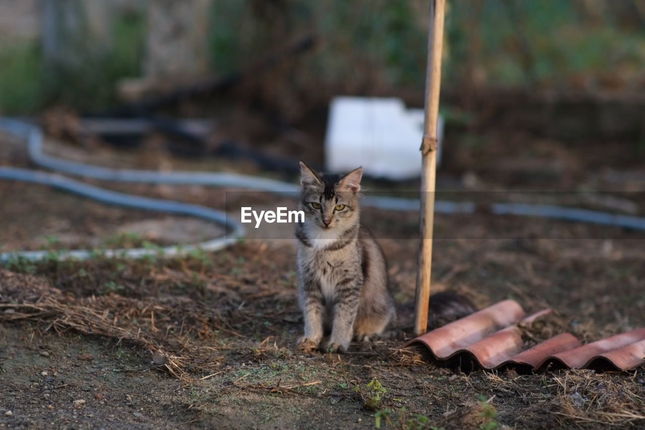 Cat sitting in garden