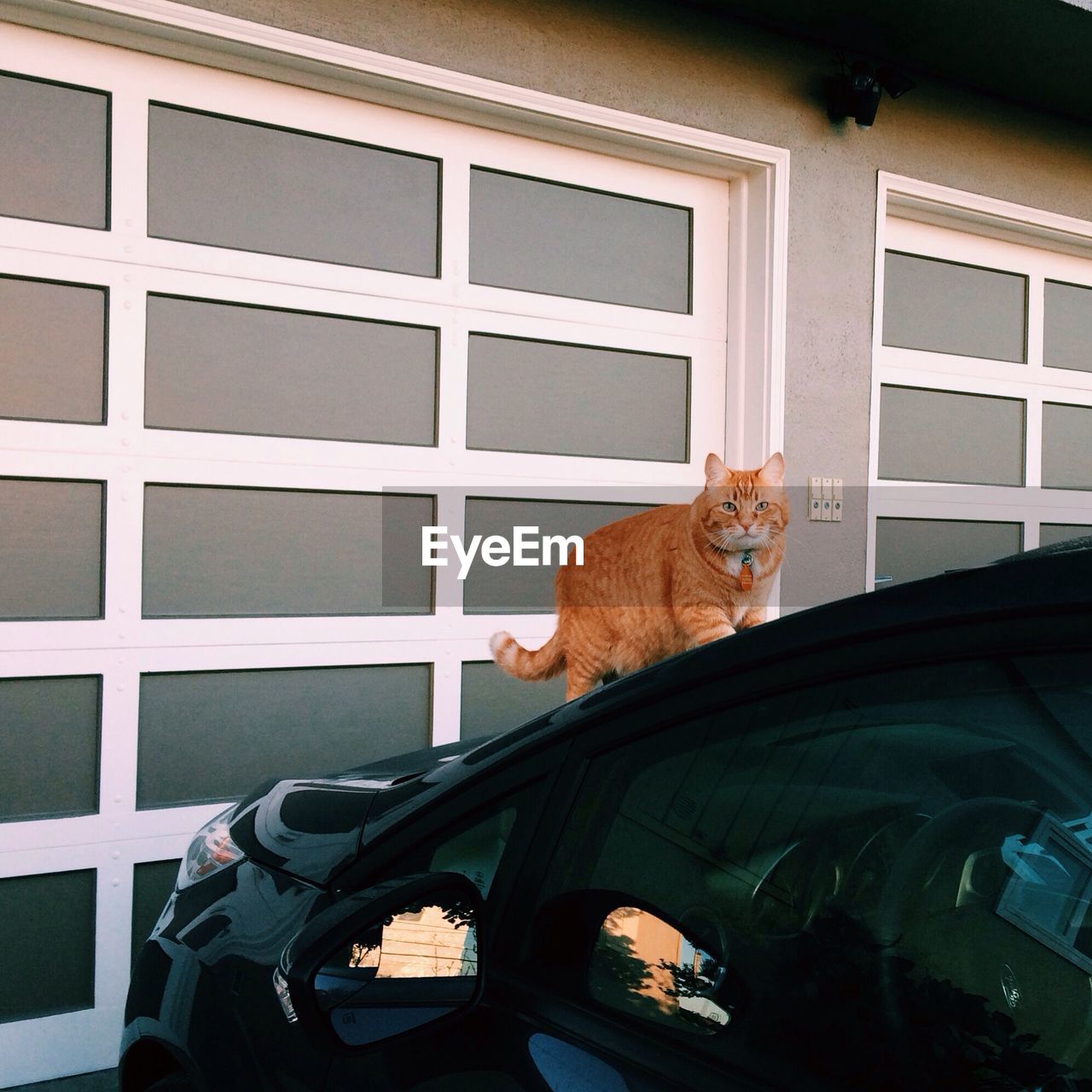 Cat standing on car against wall