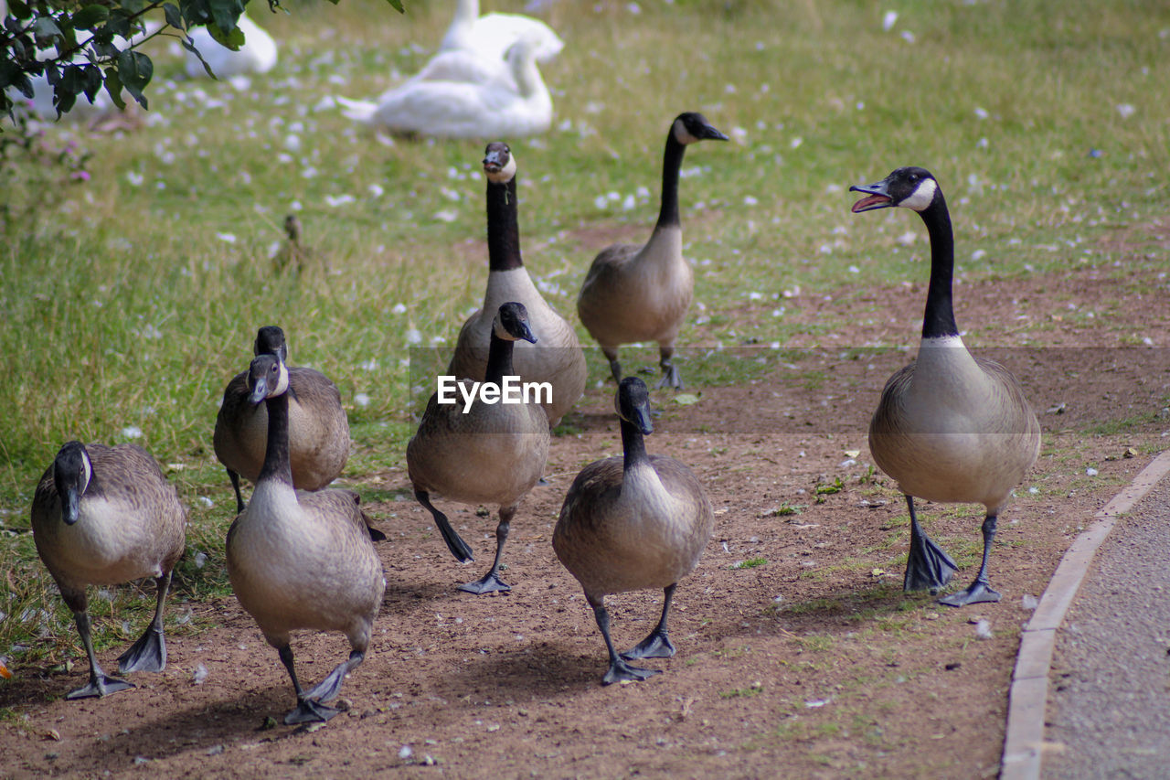 Flock of birds on land