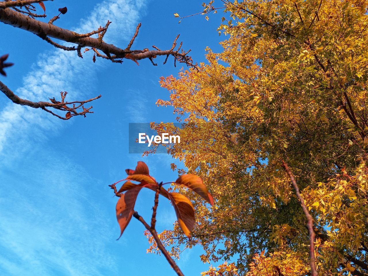 LOW ANGLE VIEW OF PLANT AGAINST SKY