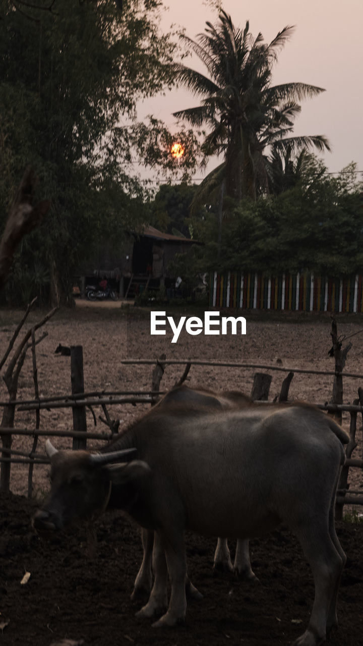 HORSES ON FIELD AGAINST TREES