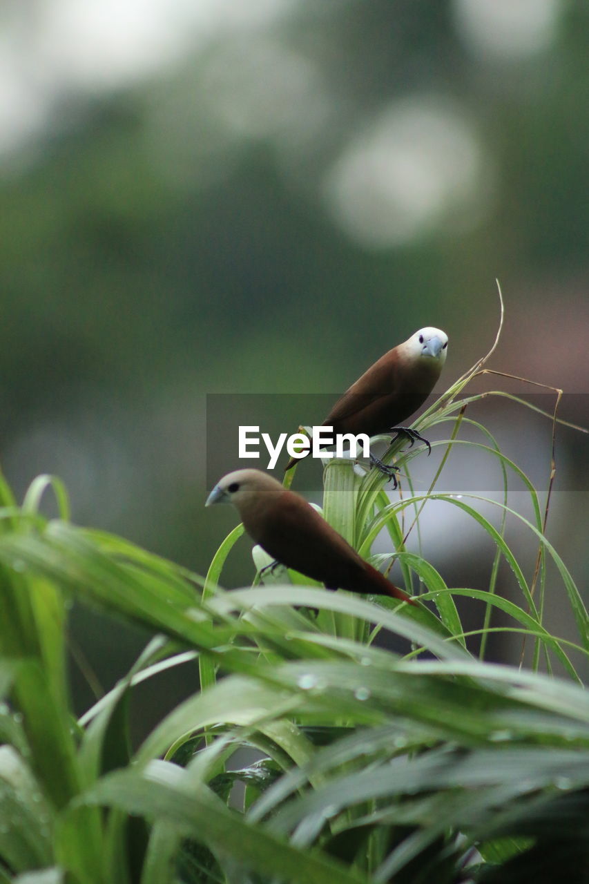 CLOSE-UP OF BIRD PERCHING ON LEAF