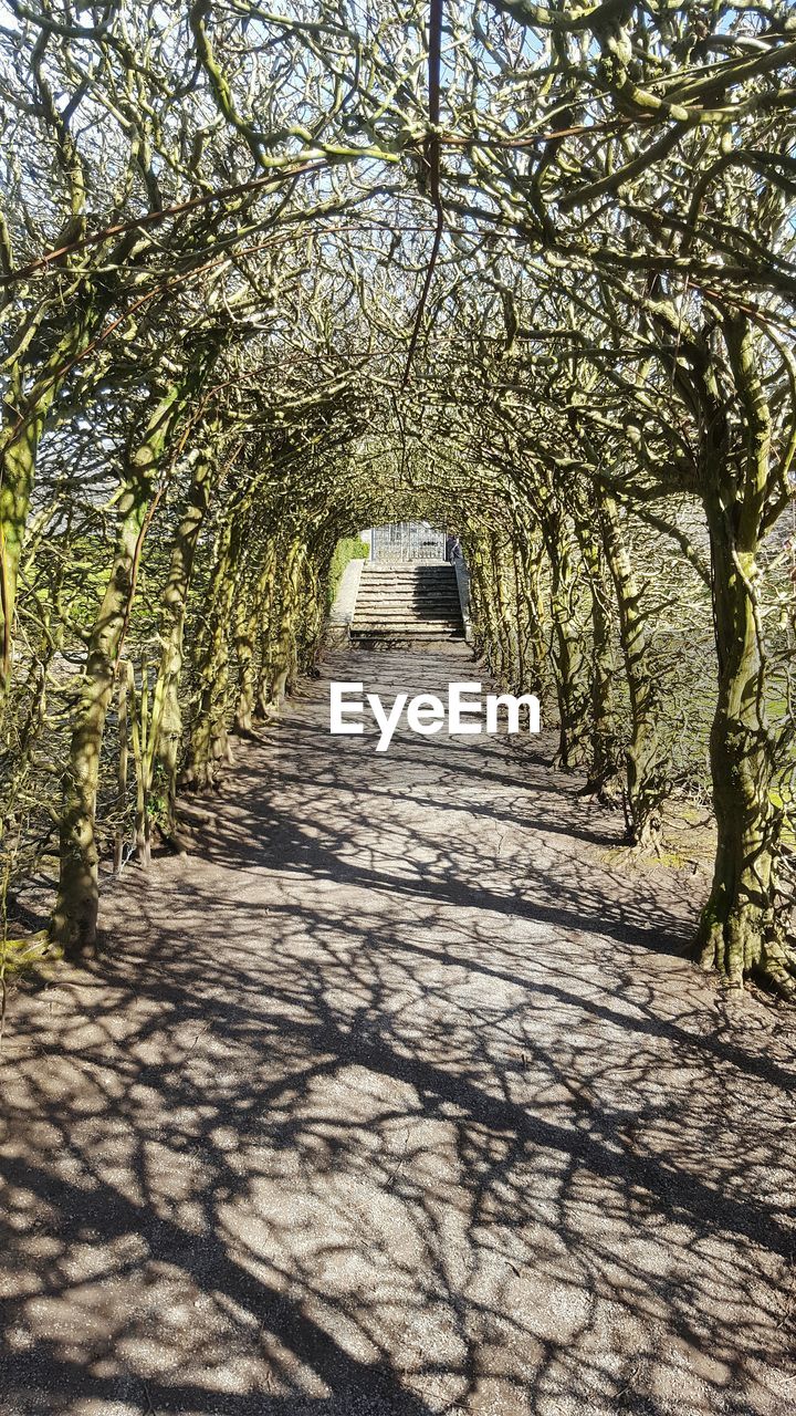 Empty footpath along trees