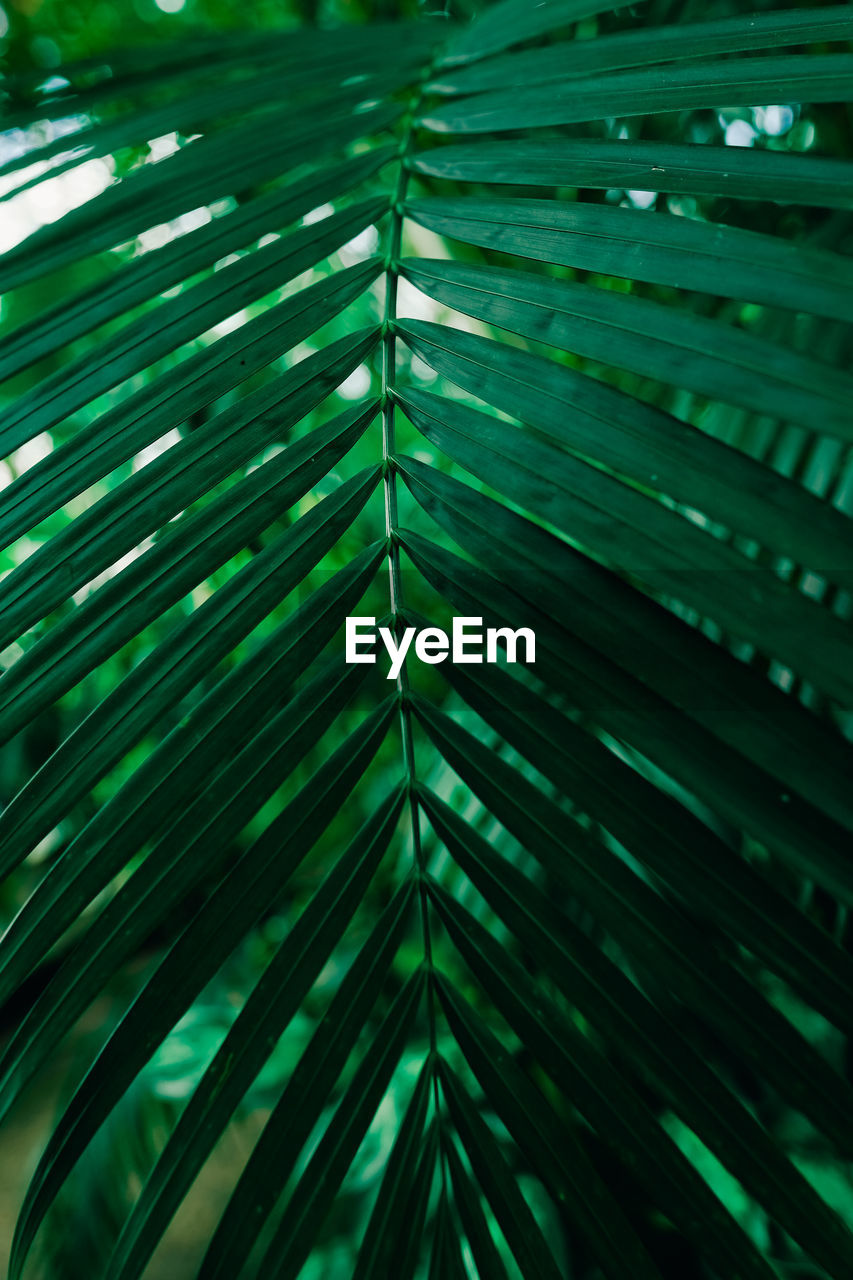 green, line, light, leaf, sunlight, no people, pattern, palm leaf, backgrounds, plant part, palm tree, nature, full frame, grass, close-up, blue, plant, growth, beauty in nature, circle, abstract, outdoors, tropical climate, tree