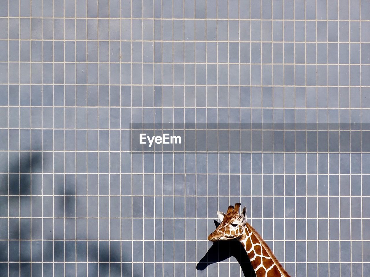 Giraffe against wall