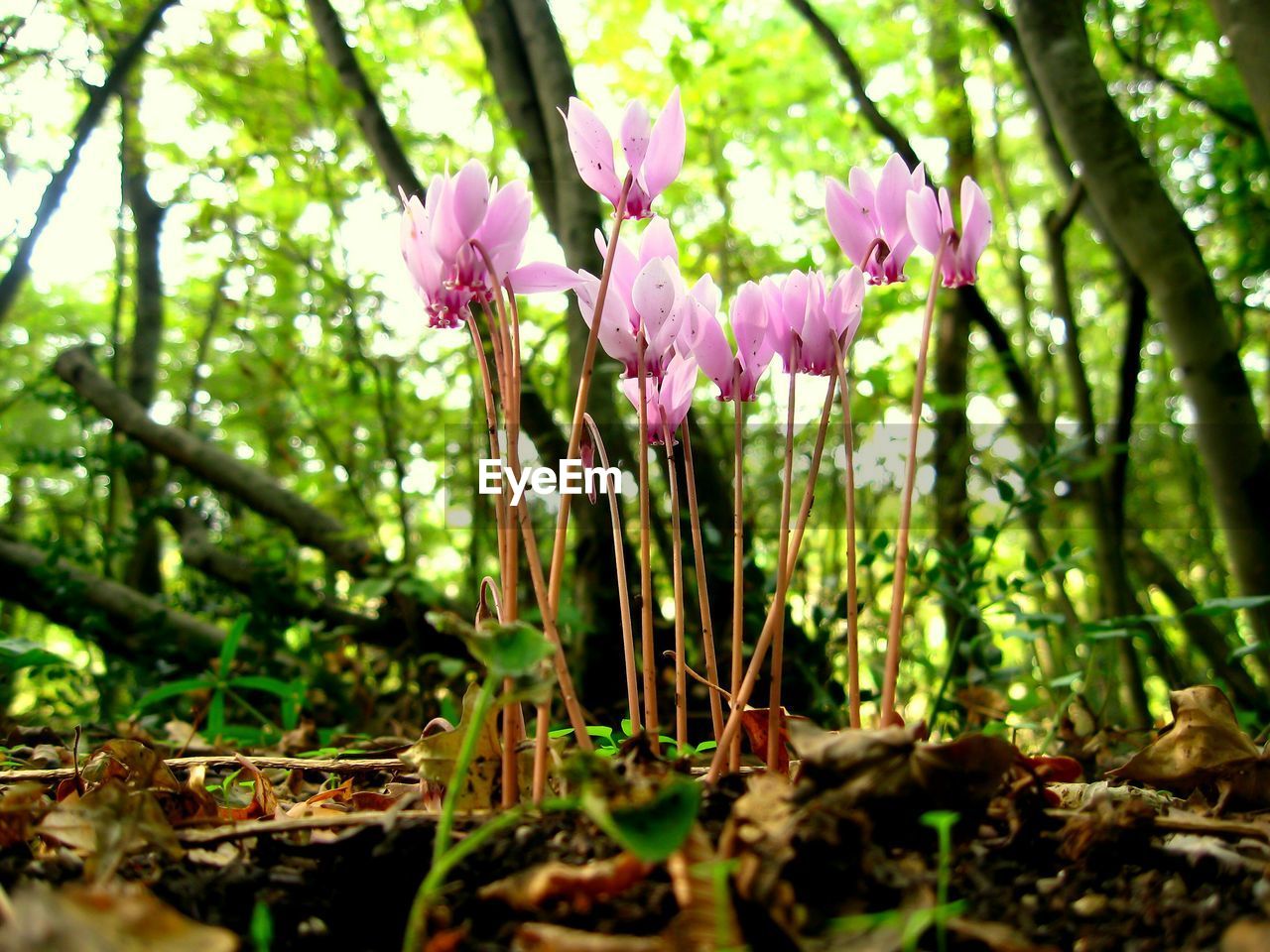 CLOSE-UP OF PINK FLOWERS