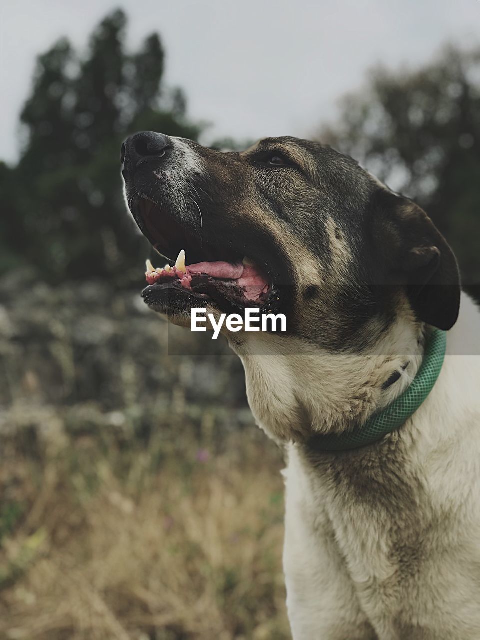 Close-up of dog looking away