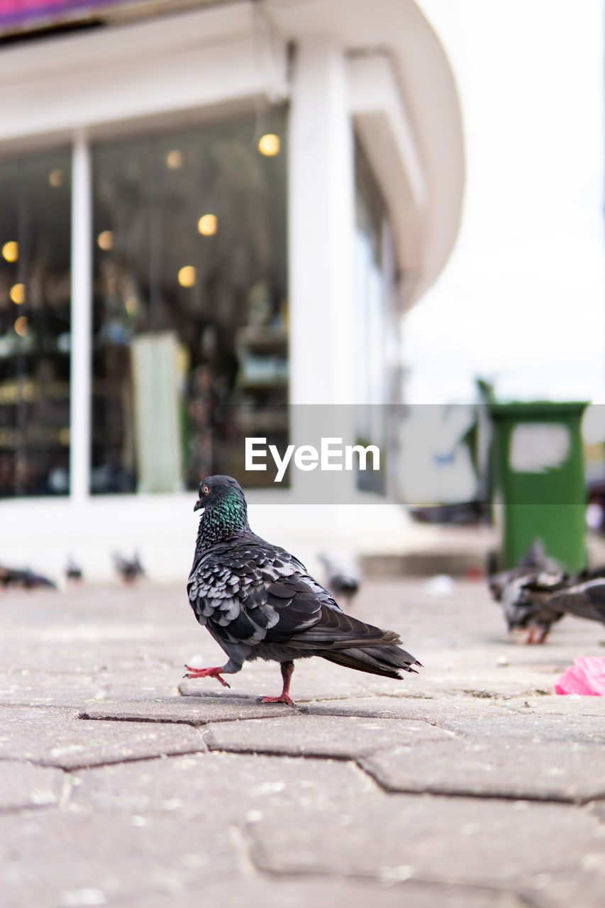 CLOSE-UP OF PIGEON PERCHING ON A WALL