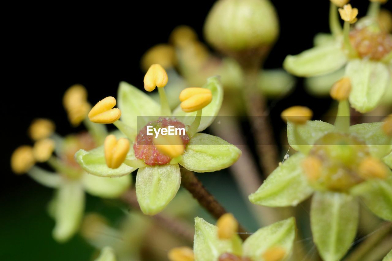 CLOSE-UP OF YELLOW FLOWERS GROWING ON PLANT