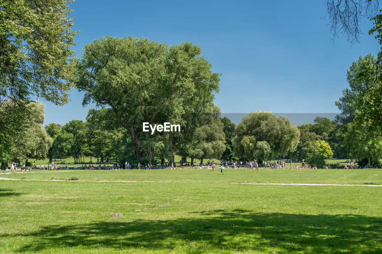 TREES IN PARK