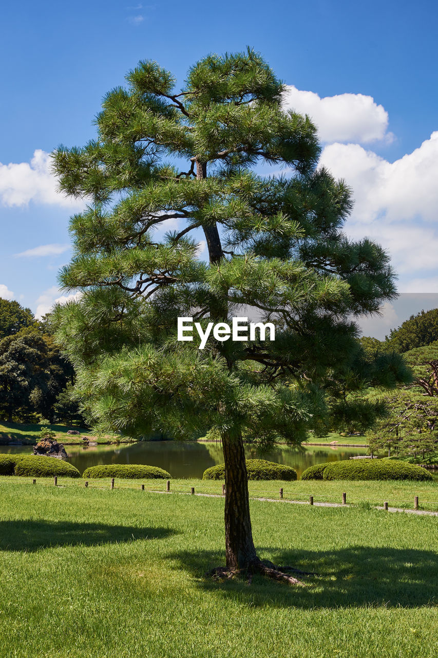 Trees on field against sky