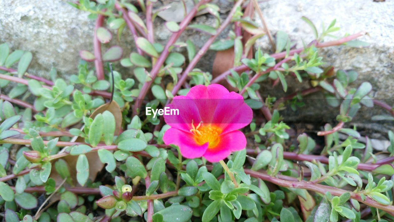 CLOSE-UP OF PINK FLOWER BLOOMING IN PARK