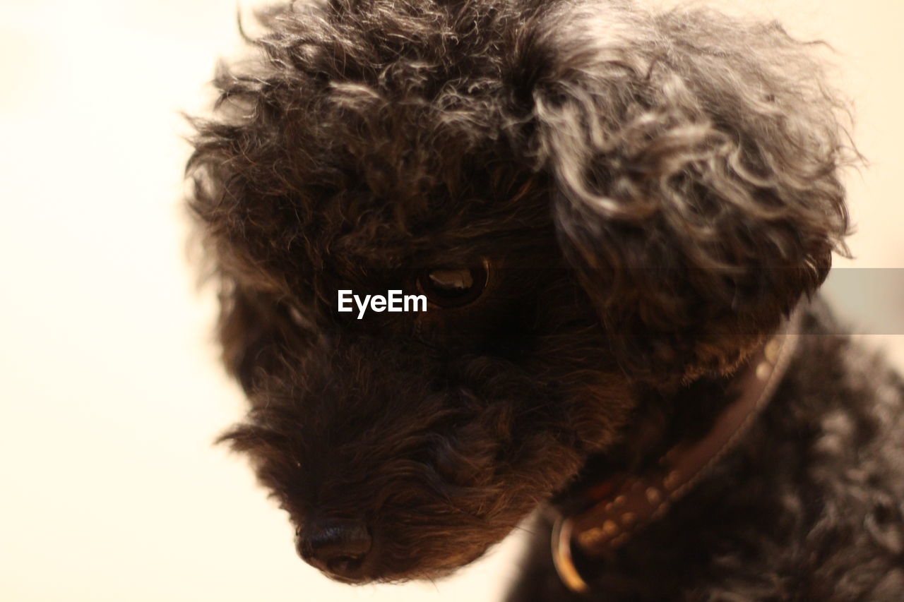 Close-up of poodle dog