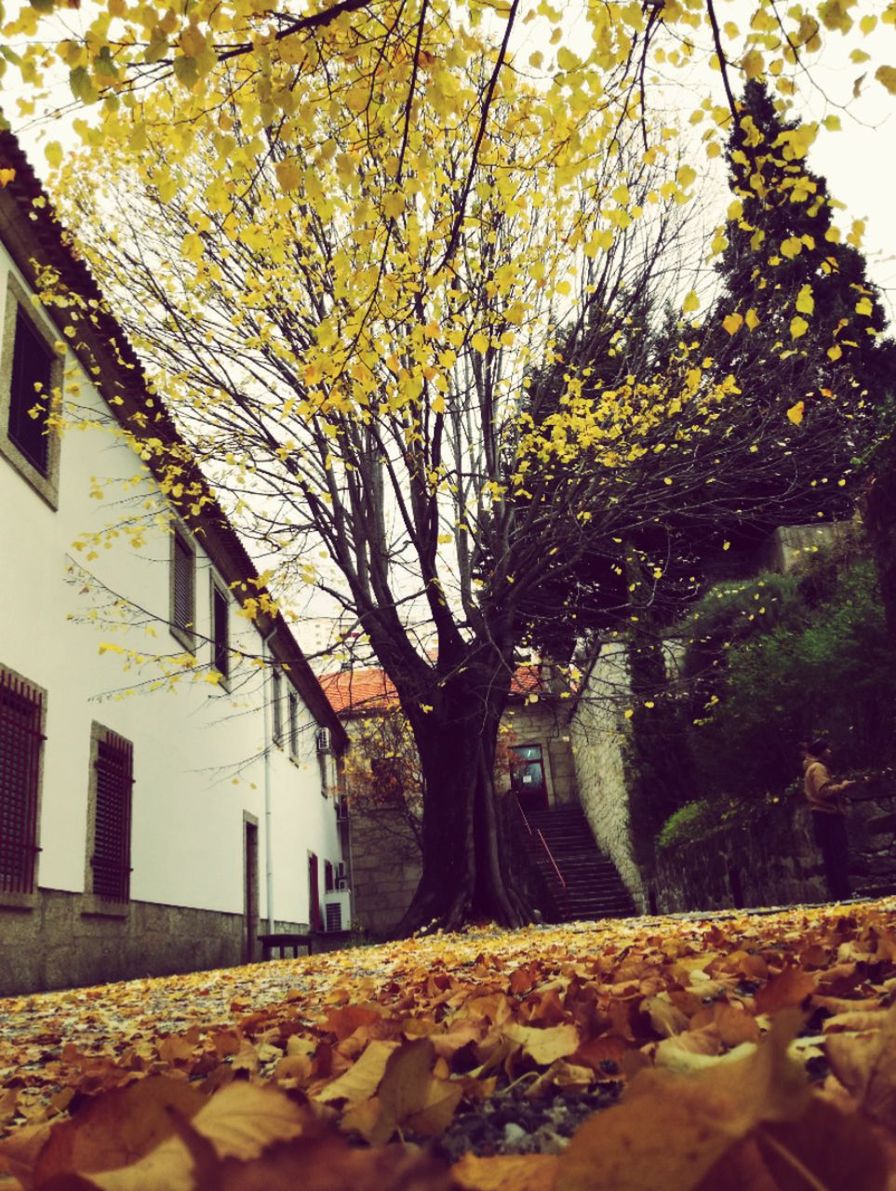 VIEW OF TREES IN CITY