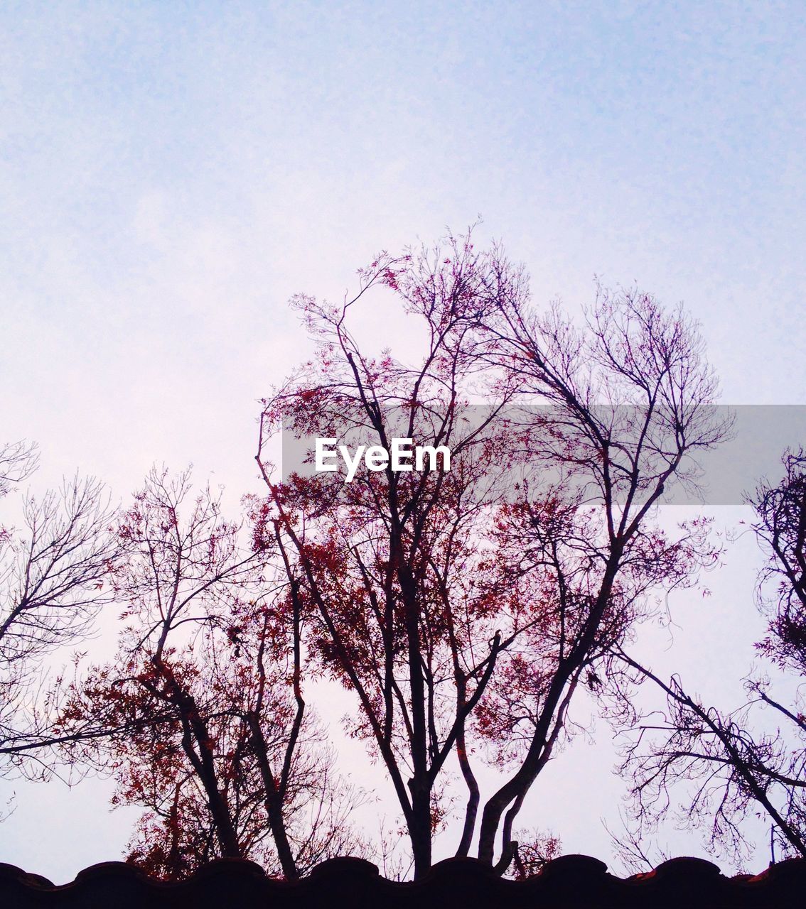 LOW ANGLE VIEW OF TREE AGAINST SKY