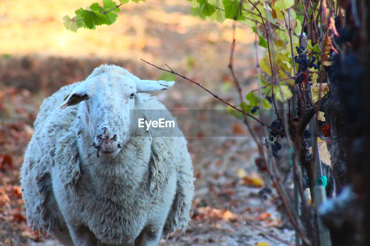 animal themes, animal, mammal, nature, one animal, sheep, wildlife, animal wildlife, domestic animals, livestock, plant, no people, pet, portrait, tree, autumn, day, outdoors, land, focus on foreground, looking at camera, plant part, leaf