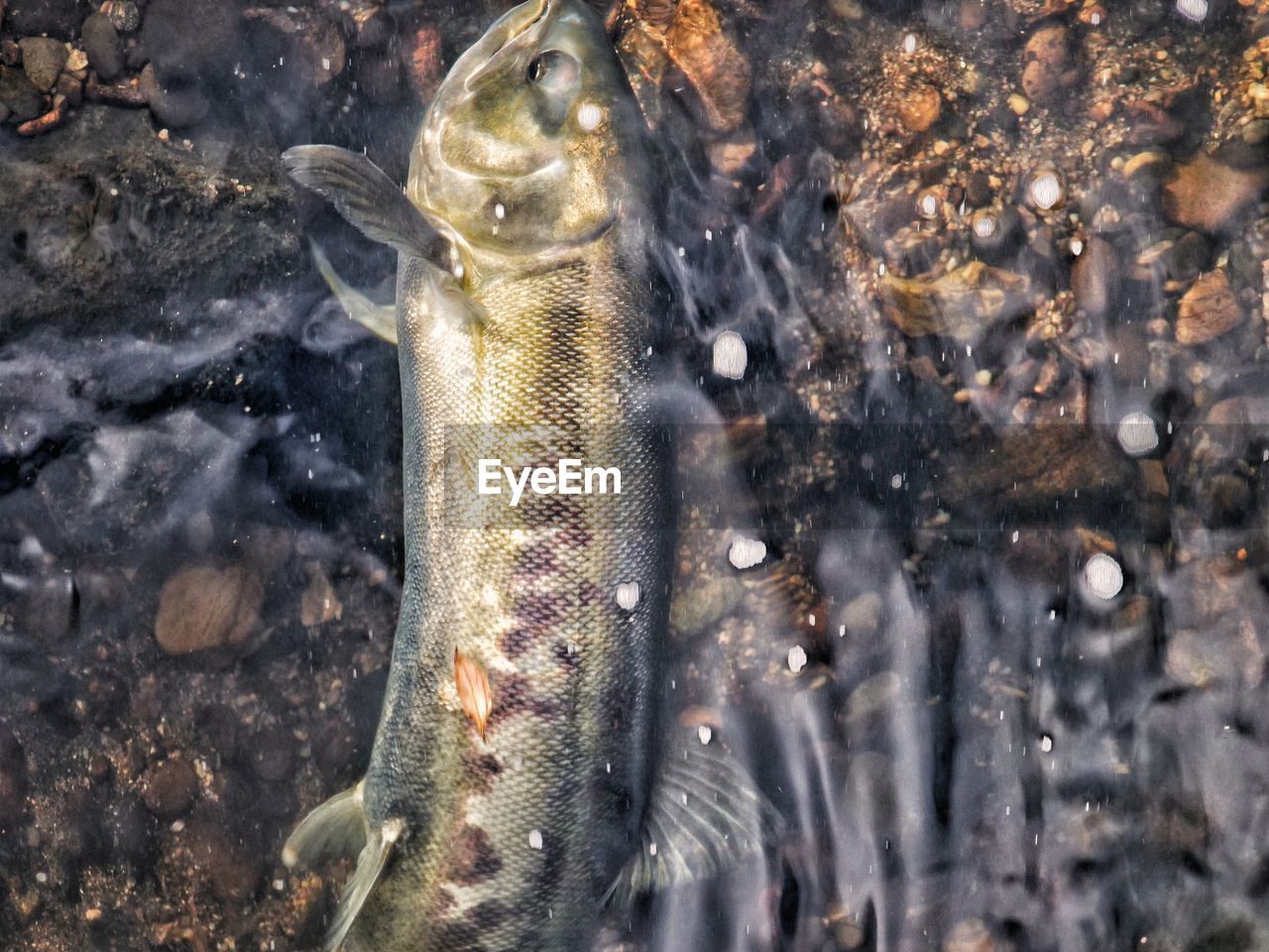 CLOSE-UP OF FISH IN SEA WATER