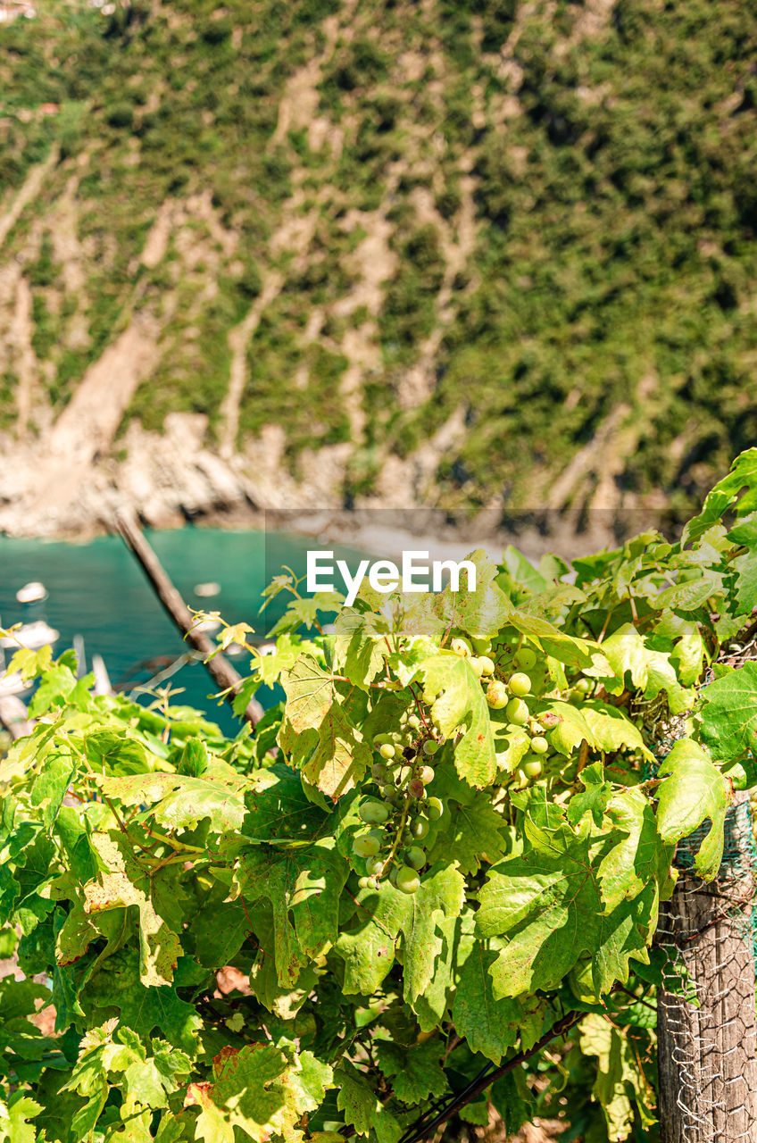 Path 4b to monesteroli, cinque terre national park