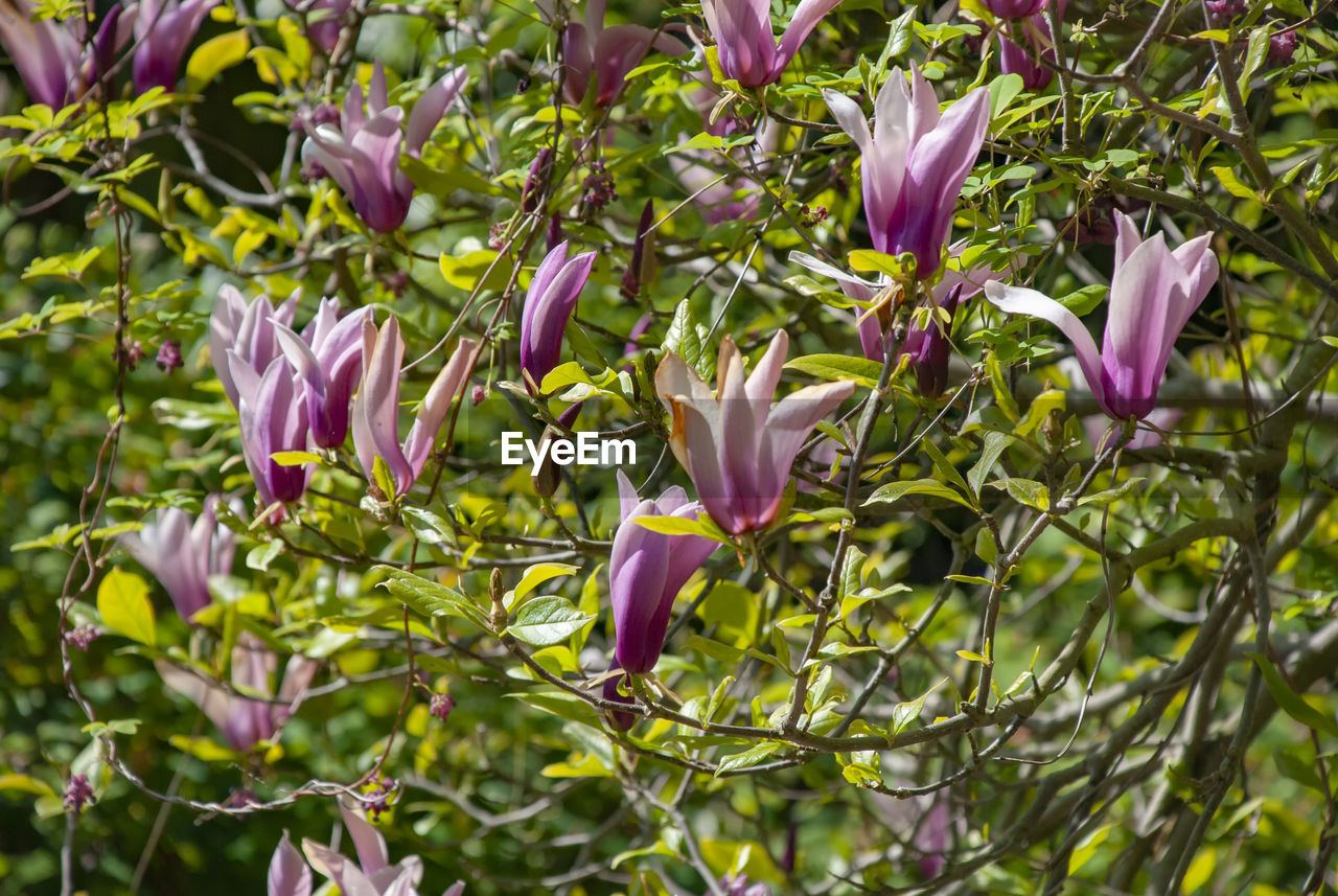 CLOSE-UP OF PURPLE FLOWERING PLANT