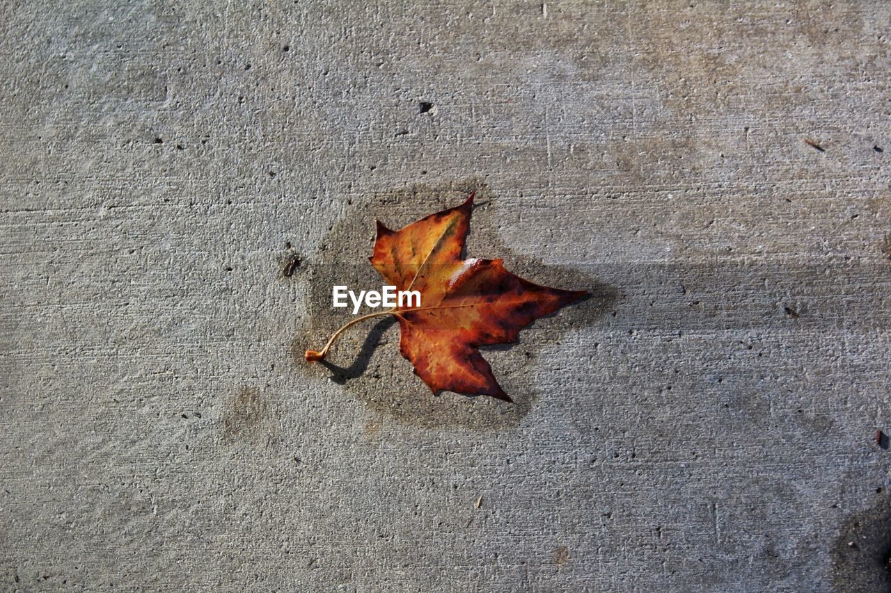 CLOSE-UP OF MAPLE LEAF ON SAND