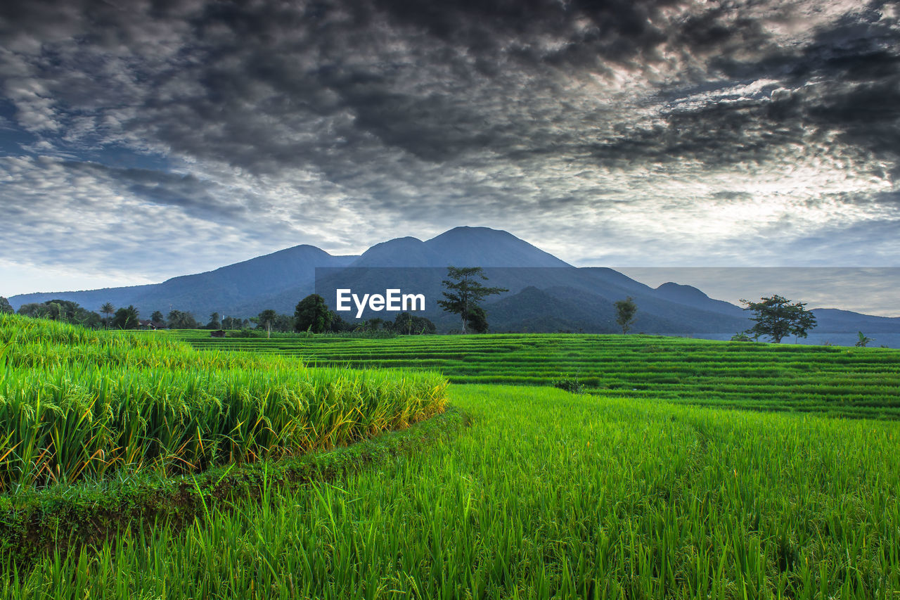 Scenic view of agricultural field against sky