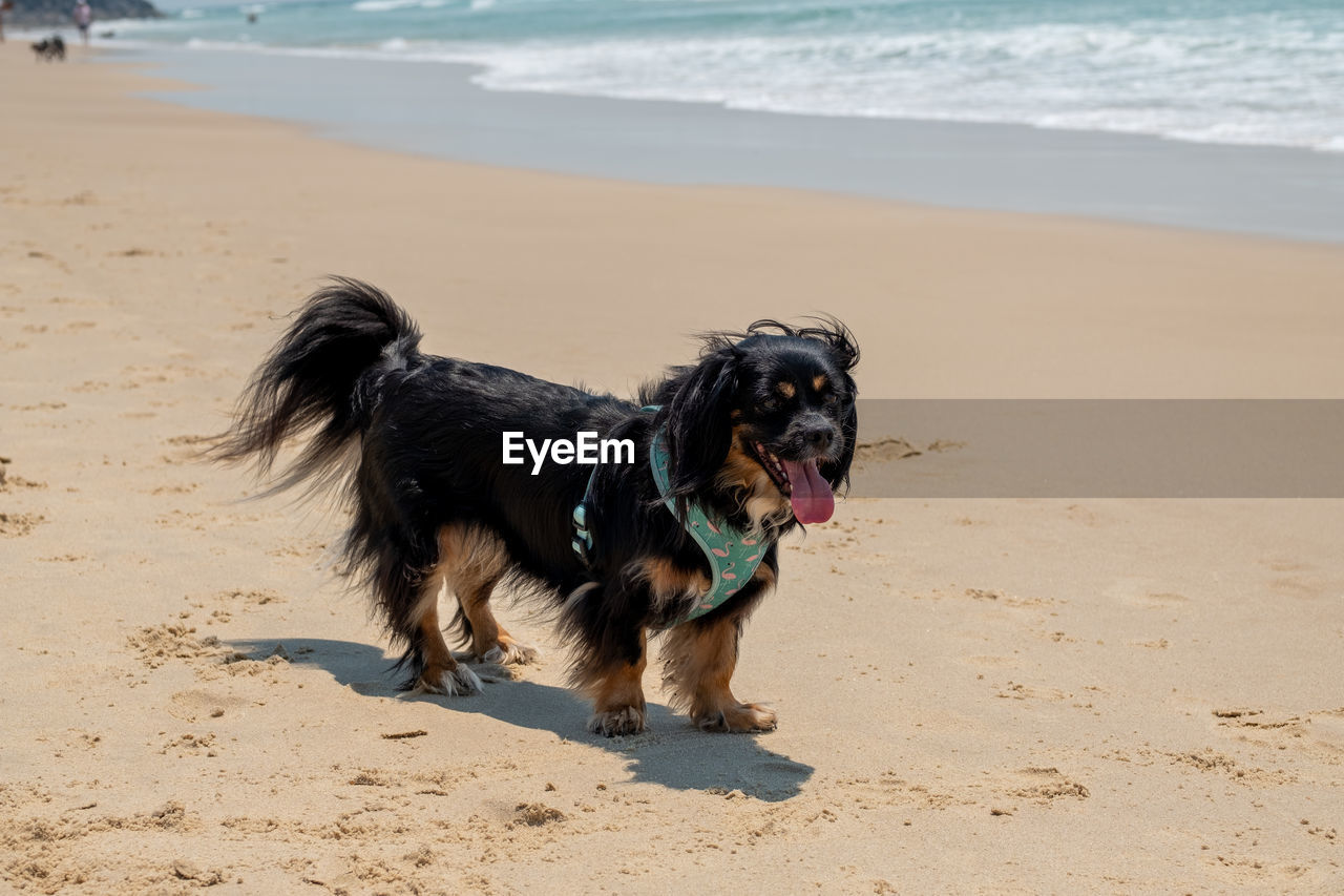 Portrait of dog on beach
